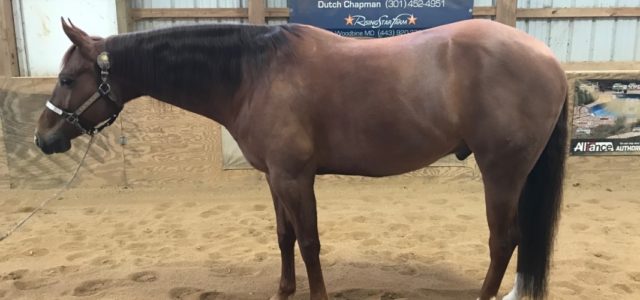 Congratulations!! Congratulations and good luck to Jonelle Smeal on her purchase of Legendary Customwhiz, aka Mickey. This will be an awesome show team. Thank you Laura Holcomb as Agent.